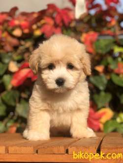 Orjinal F2 Maltıpoo Yavrumuz 3