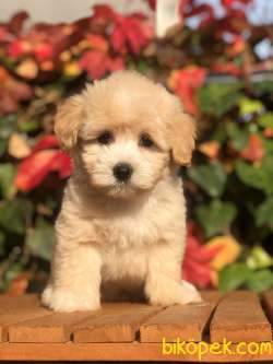 Orjinal F2 Maltıpoo Yavrumuz 1