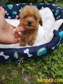 Orjinal  Sağlık Garantili Maltipoo 3