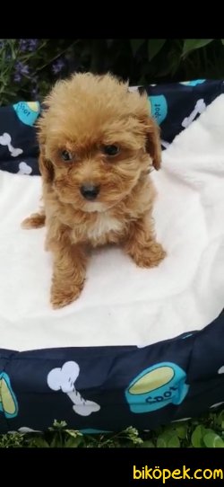 Orjinal  Sağlık Garantili Maltipoo 2