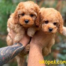 Orjinal Fawn Toy Poodle 1