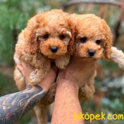 Orjinal Fawn Toy Poodle 3