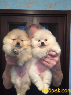 Orjinal Fci Secereli Teddy Bear Pomeranian Boo 2