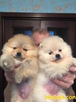 Orjinal Fci Secereli Teddy Bear Pomeranian Boo 1