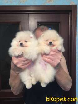 Orjinal Fci Secereli Teddy Bear Pomeranian Boo 3