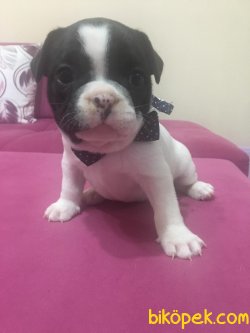 Orjinal Fransız Bulldog Yavruları 1