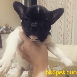 Orjinal Fransız Bulldog Yavruları 4