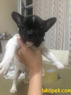 Orjinal Fransız Bulldog Yavruları 3