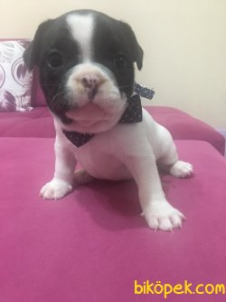 Orjinal Fransız Bulldog Yavruları 2