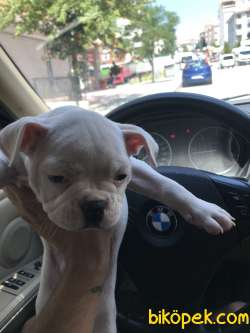 Orjinal Fransız Bulldog Yavruları 1
