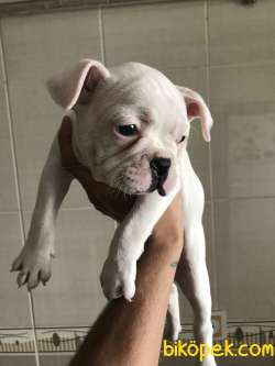 Orjinal Fransız Bulldog Yavruları 5