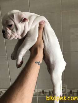 Orjinal Fransız Bulldog Yavruları 4