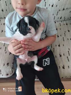 Orjinal Fransız Bulldog Yavruları 2