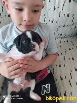 Orjinal Fransız Bulldog Yavruları 3