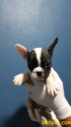 ORJİNAL FRENÇ BULDOG 1