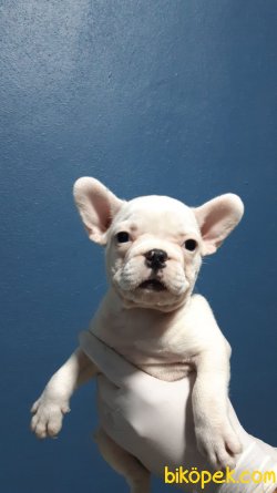 ORJİNAL FRENÇ BULDOG 3