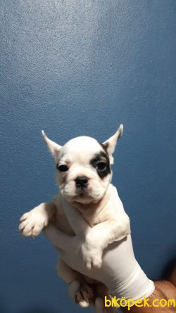 ORJİNAL FRENÇ BULDOG 2