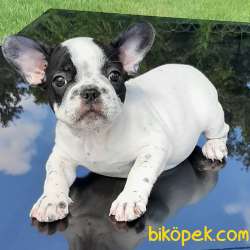 ORJINAL Frenc Buldog  YAVRULARI 1