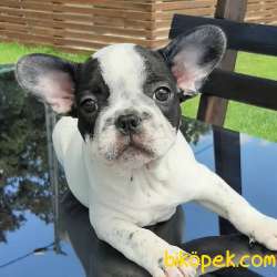 ORJINAL Frenc Buldog  YAVRULARI 4