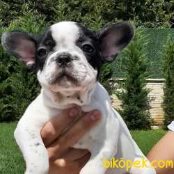ORJINAL Frenc Buldog  YAVRULARI 2