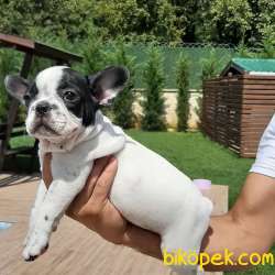 ORJINAL Frenc Buldog  YAVRULARI 3