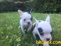 Orjinal French Bulldog 4
