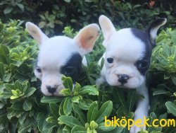 Orjinal French Bulldog 1