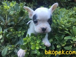 Orjinal French Bulldog 3