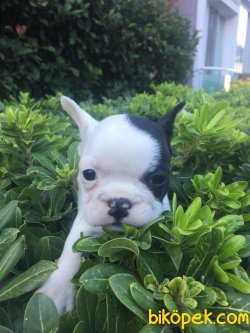 Orjinal French Bulldog 2