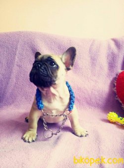 ORJINAL FRENCH BULLDOG BEBEKLERİ 1