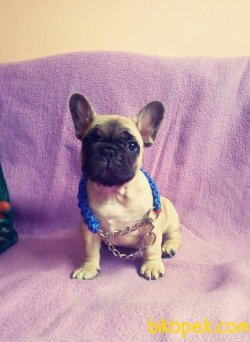 ORJINAL FRENCH BULLDOG BEBEKLERİ 2