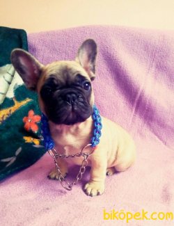 ORJINAL FRENCH BULLDOG BEBEKLERİ 3