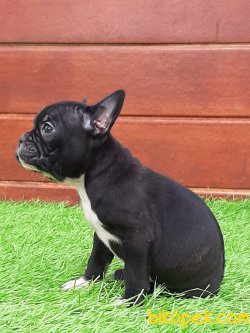Orjınal French Bulldog Yavruları 1