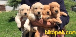 ORJİNAL GOLDEN RETRİEVER BEBEKLERİ 1