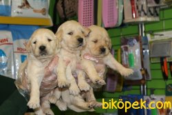 ORJİNAL GOLDEN RETRİEVER YAVRULARI 4