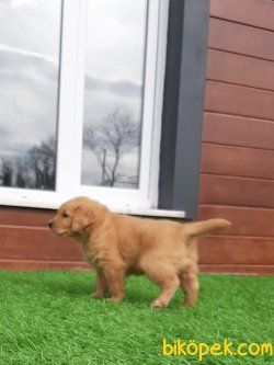 Orjınal GOLDEN RETRIEVER YAVRULARI 5