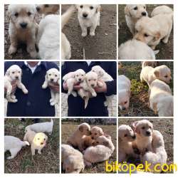 Orjinal Golden Yavruları 1 Buçuk Aylık 2