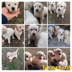 Orjinal Golden Yavruları 1 Buçuk Aylık 3