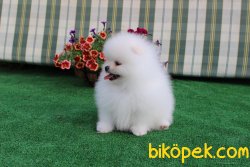 ORJINAL GULEN SURAT POMERANIAN BOO YAVRULAR 2
