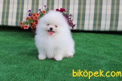ORJINAL GULEN SURAT POMERANIAN BOO YAVRULAR 1
