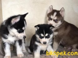 ORJİNAL HUSKY BEBEKLERİ 3