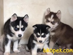 ORJİNAL HUSKY BEBEKLERİ 1