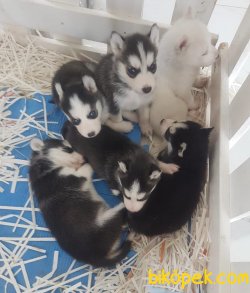 ORJİNAL HUSKY BEBEKLERİ 2