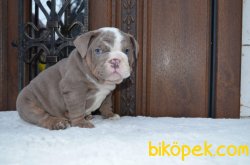 ORJİNAL İNGİLİZ BULDOG 1