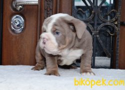 ORJİNAL İNGİLİZ BULDOG 2