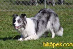 Orjınal Irk Blue Marley Border Colli Yavruları 4