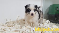 Orjınal Irk Blue Marley Border Colli Yavruları 3