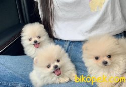 Orjinal Irk Boo Pomeranian Yavrular 1