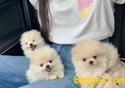 Orjinal Irk Boo Pomeranian Yavrular 3
