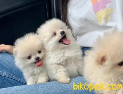 Orjinal Irk Boo Pomeranian Yavrular 2